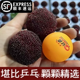 电动螺丝刀;电剪刀;电链锯
