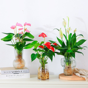 �t��ˮ�������҃����Bˮ�����ܰ��ƾGֲһ���L혿͏d�^��ֲ�����