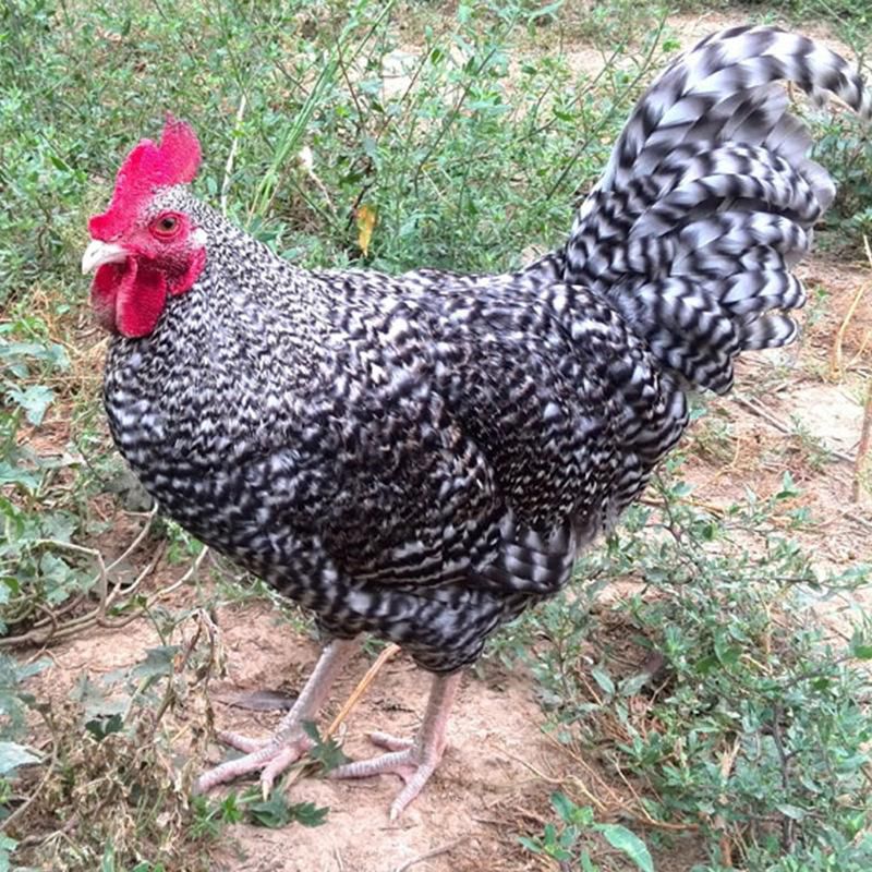 纯种芦花鸡活苗半大芦花鸡苗黑白芦花脱温苗活物高产下蛋鸡小鸡活