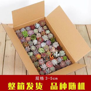 2�}�������ֲ�����l���⿳�^��Ѩ�P��С�����Gֲ����