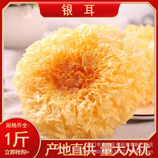 ɢ�b�������l��������ѩ�����y�����ľ�������y�������؛