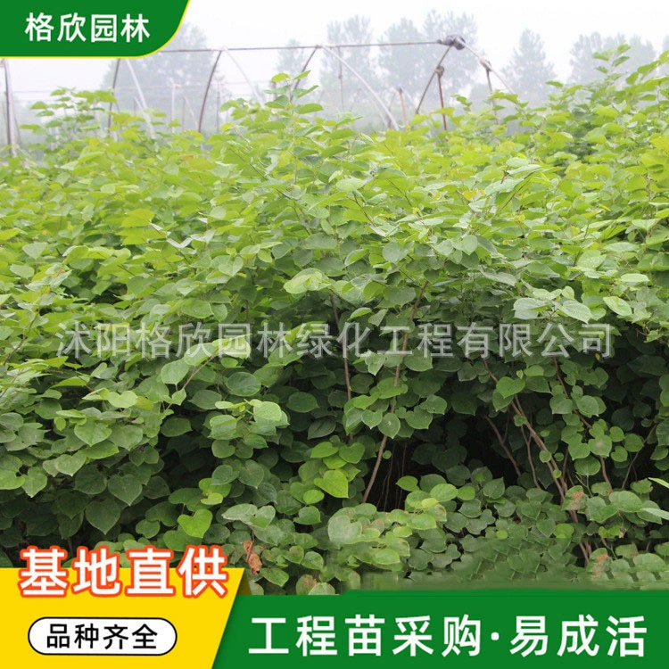 Саженцы деревьев баугинии промышленный парк дорога озеленение саженцы баугинии высокая выживаемость дерево баухиния полные спецификации