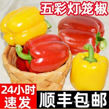 七彩辣椒五彩椒水果灯笼红辣椒新鲜小米椒甜朝天圆椒蔬菜青椒包邮