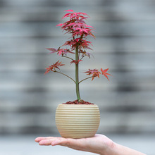 �ձ��t�������ԃ����՚�ֲ�ﻨ���҃��k����X����Gֲ�[��С�辰