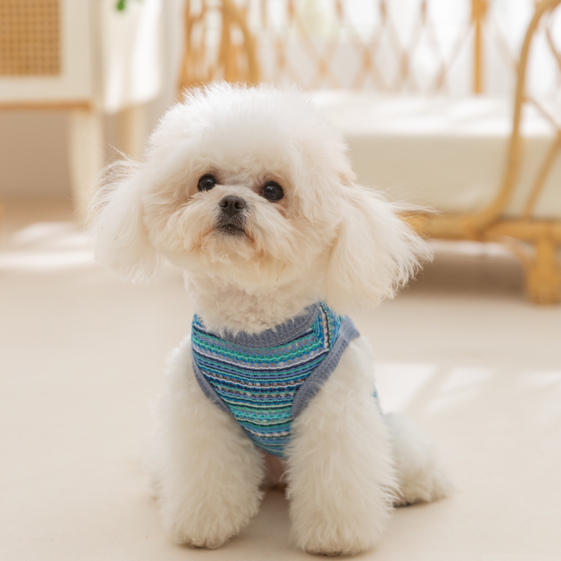 Perro de mascota verano delgado arco iris multicolor trenzado hueco chaleco de tracción perro pequeño que oso ropa Teddy