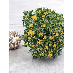 Osmanthus Sapling Potted Indoor Four-Season Flowering Plant Strong Fragrance Grafted Golden Osmanthus Osmanthus Agarwood Osmanthus Planting Evergreen