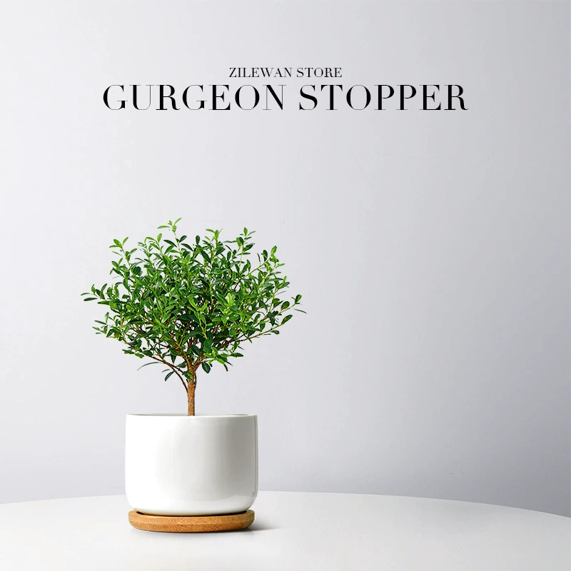 Маленький листовой красный нан-растение в горшке. Растение спаржи в скандинавском стиле для гостиной, в помещении, на рабочем столе. Легко ухаживать за зеленым растением, вечнозеленый цветок для всех сезонов.