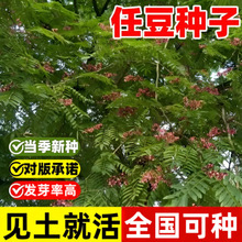 �ζ��N�ӳ��vľ�N����ľ�N�G���е���N����ľ��N���ļ��ͺ��͟�