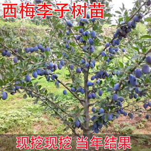 ��÷������ش����Ե��d����Y���Ϸ������Nֲ��÷���ӹ����玧��