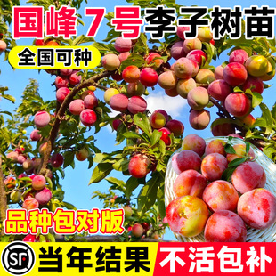 ���Ә������7̖�������������Է�����Ʒ�N�ش�̖�ϱ����ɷNֲ