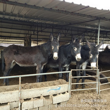 �������H�N��Ʒ�N �������H�x�����H �ṩ�r����ն��Bֳ���H