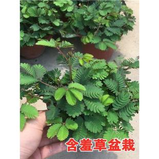 ���߲�С�����҃��ֲ̨���ļ������׷N�������߲ݺ��߲�Ȥζֲ��