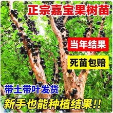 �Ό�������ɳ���ļ��t�w��˹���Ό������������Ե����Ϸ�ˮ���Nֲ