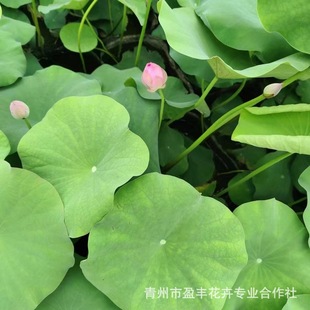 Large Ornamental Lotus Seedlings, Lotus Root Seedlings, Four-Season Potted Lotus Root Seedlings, Lotus Seedlings, Lotus Root Seedlings, Lotus Root Seedlings