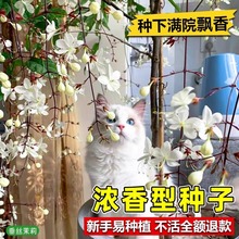 垂丝茉莉花种子籽子爬藤植物易活四季开播种开花室内室外植物种孑