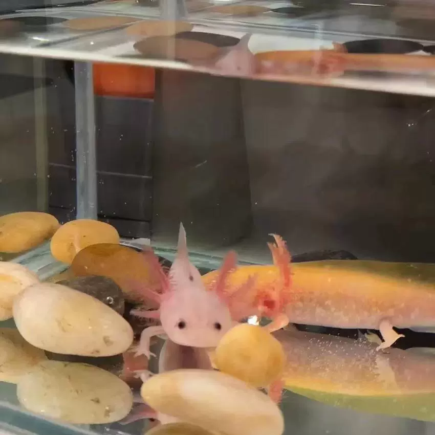 Шестиугольный динозавр для ползания, питомец, carp
