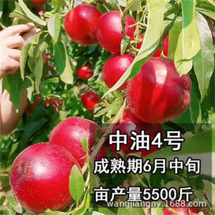 �Ҙ����4̖�Ҙ���ˮ���Ҙ����S�Ҙ��箔��Y���Ϸ������Nֲ����