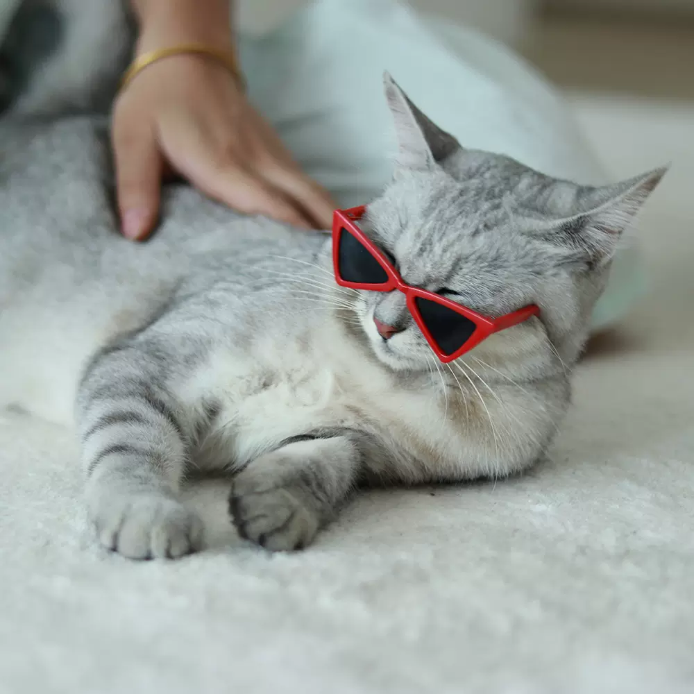 宠物墨镜猫咪眼镜宠用潮流配饰酷狗狗创意厂家三角眼镜小型犬猫猫