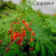 ���羳��؛��ɢ�b����P�N�� ���P��͐�����S�����S�� �P͐�s���t