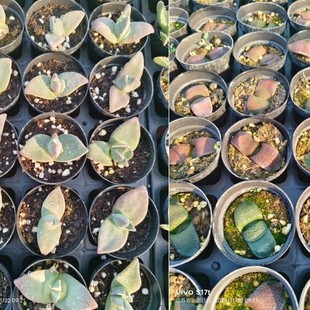 ���⌍��������ţ����܊����ţ�P�����ḻʿ