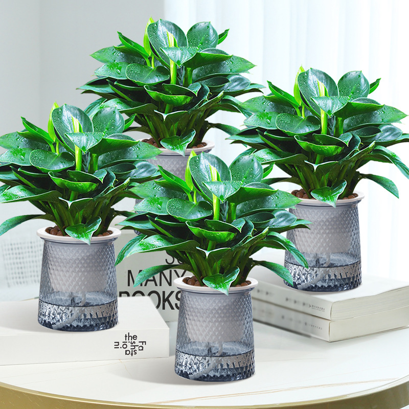 [특가 세면대 4개] 골드 다이아몬드 높이 25cm [별수흡수대] + 영양액