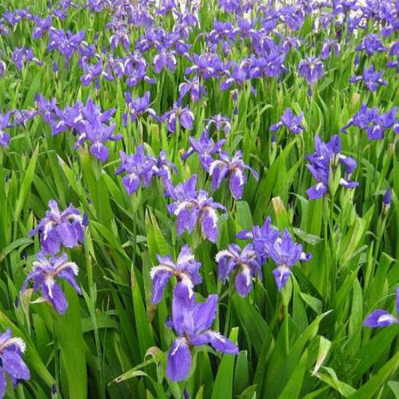 Semillas de flores, semillas de flores.