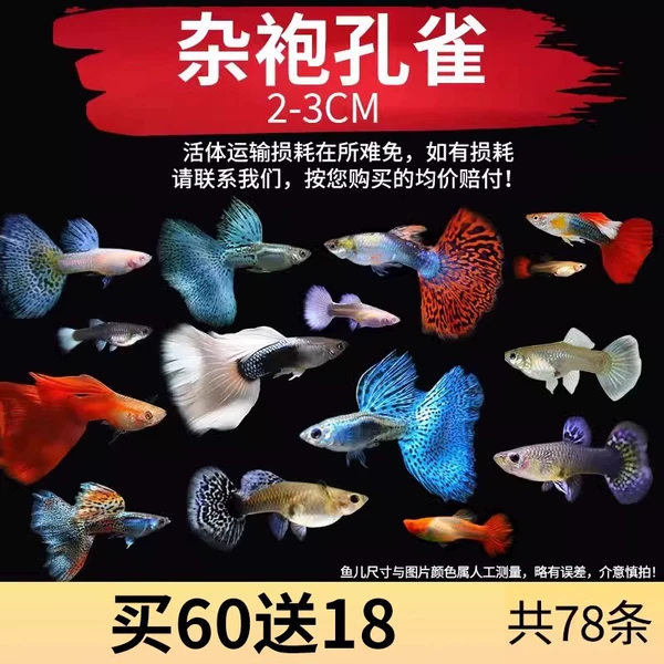 【量大78条】练手孔雀鱼 随机60送18