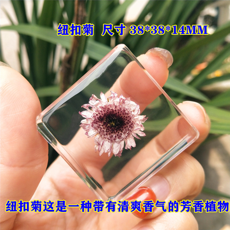 오렌지버튼 국화 40%