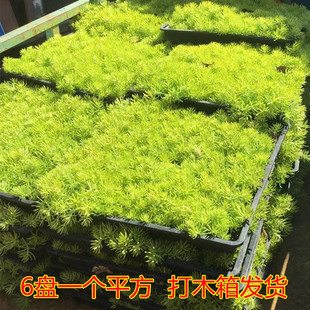 Roof Greening Lawn Buddha Grass Seedlings Golden Leaves Golden Buddha Grass Chinese Sedum Jade Dragon Grass Is Evergreen All Year Round