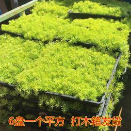 屋顶绿化草坪佛甲草苗金叶黄金佛甲草中华景天玉龙草地被四季常青