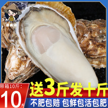 乳山生蚝鲜活特大牡蛎带壳生吃海蛎子新鲜海鲜水产带箱10斤顺丰