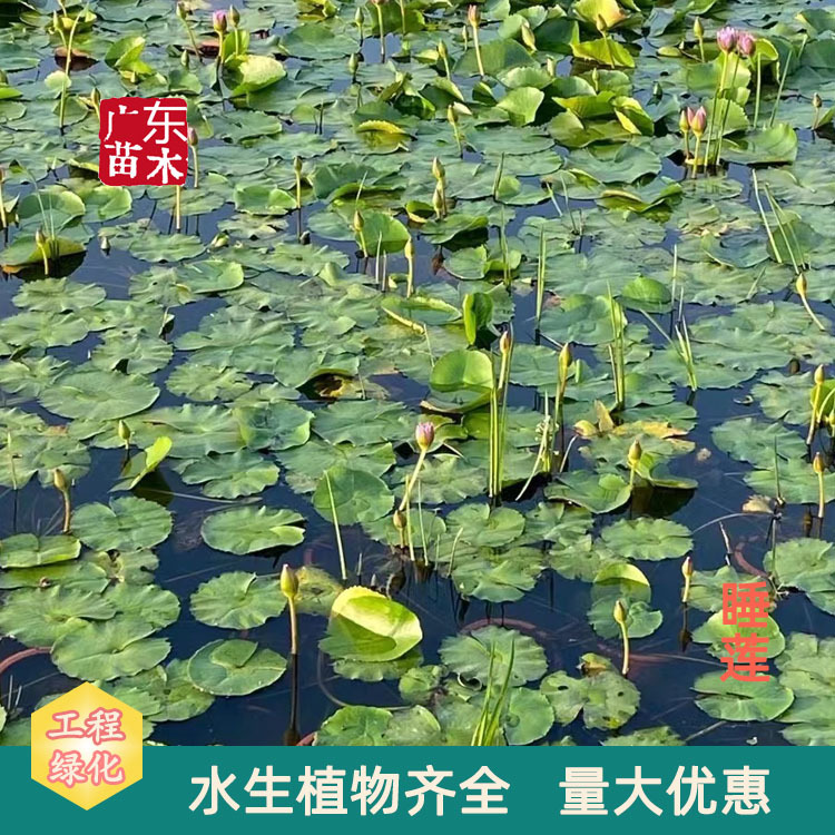 睡莲花盆苗睡莲带花苞水生植物湿地河道净化水质睡莲基地批发