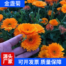 金盏菊种子金盏花种子四季易种花种子长生菊花海易种庭院盆栽耐寒