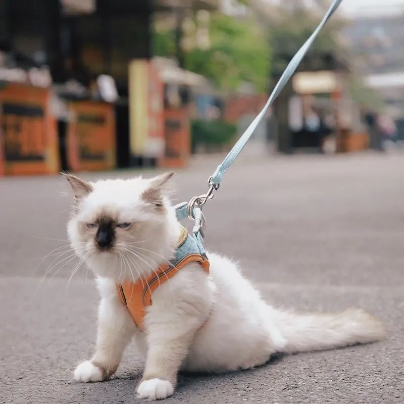 Cuerda de tracción para gatos, anti-liberación, estilo chaleco, salida, mascota especial, peluche, perro pequeño, perro paseando, correa para perros y gatos