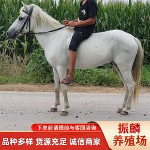 ��������c�Rƥ���l�Ј� ��c�����R �ɹ��R С�R�xһƥ