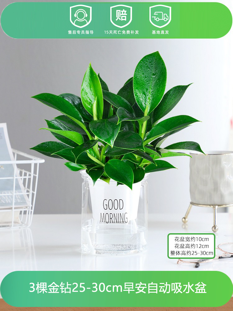 [주인 추천] 골든 다이아몬드 3개 25-30CM + 굿모닝 냄비 + 영양액