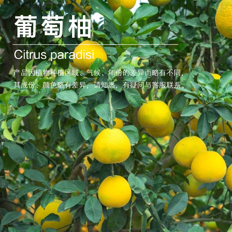 ���ҹ�Ӧ�����־��� ��ĥѹե Բ�־���  �����־��ͻ�ӭ�ɹ�