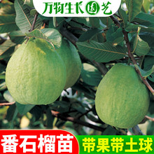 ��ʯ����t�İŘ��t��ʯ��ʯ�����޽� �ļ��Y��С�~��ʯ�����