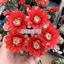 ����������̌��������p�����k������Xݗ��Gֲһ�����lһ�����l