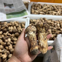 鲜松茸批发 1斤装云南香格里拉深山菌菇鲜货 供货酒店全国可代发