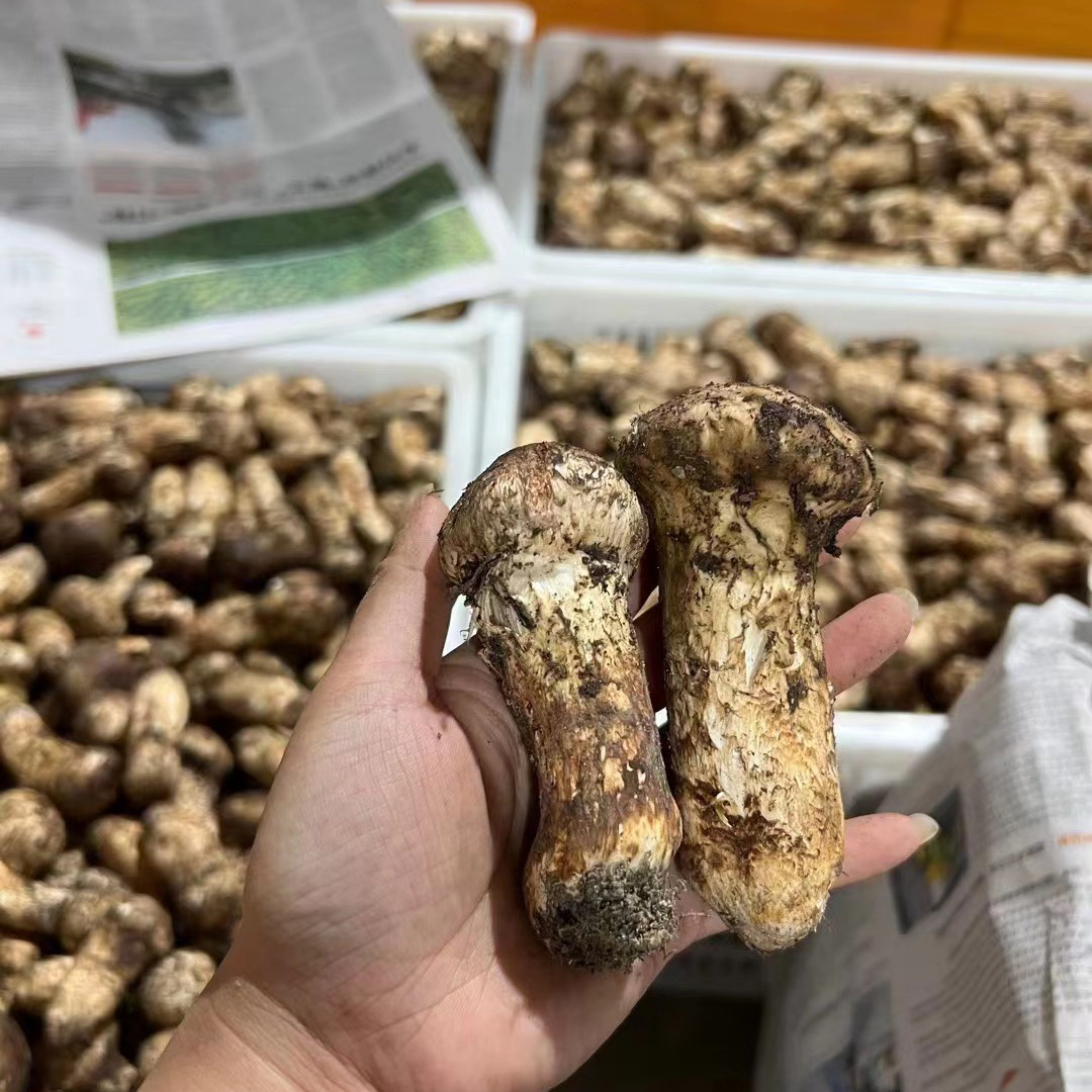 鲜松茸批发 1斤装云南香格里拉深山菌菇鲜货 供货酒店全国可代发