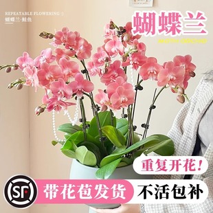�����m���Ԏ����������������m������͏d�҃�ֲ�ﻨ���ļ����B��