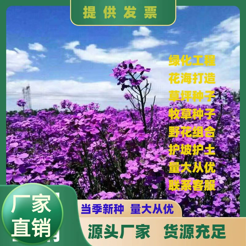 Семена синего аромата легко жить четыре сезона