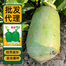 Llˮ}NӏSlڸƤĿɳC}GƤ