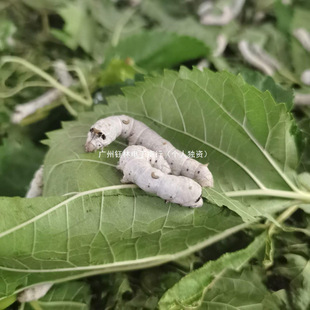 ���]�Q�����W���B�Q���b���Q�ѷN�ѻ�����Ȼ��ɫ���r��ֱ�N��