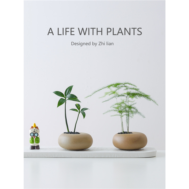 文竹盆栽创意迷你拇指工位绿植物室内客厅桌面办公桌花卉四季常青