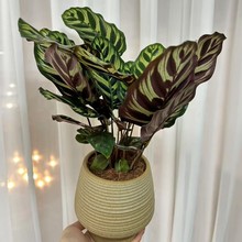 ˮ���ȸ���O������͏dˮ�B�����k���҃��^�~�G�j�}ֲ��͏d�Gֲ