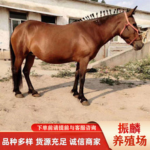 ɽ�|��Ѫ�T���Rƥ ���^��܇�R��ͯ�T�Č���С���R