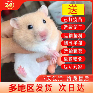 Live Hamsters Come with Cages, Vaccinated Golden Hamsters, Live Dwarf Hamsters, Silver Foxes, Pudding Milk Tea Mice, Live Pets