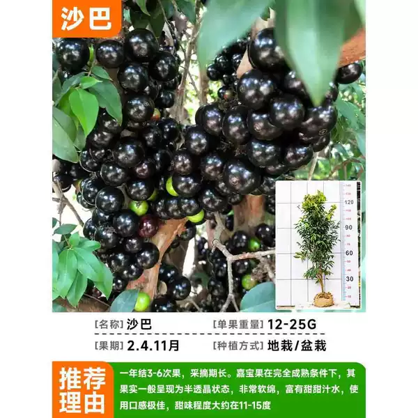 [Garbo Fruit] - Sabah Garbo Fruit 1.2-1.3 meters high [full results of the year] +80cm (inclusive) -89cm (inclusive)